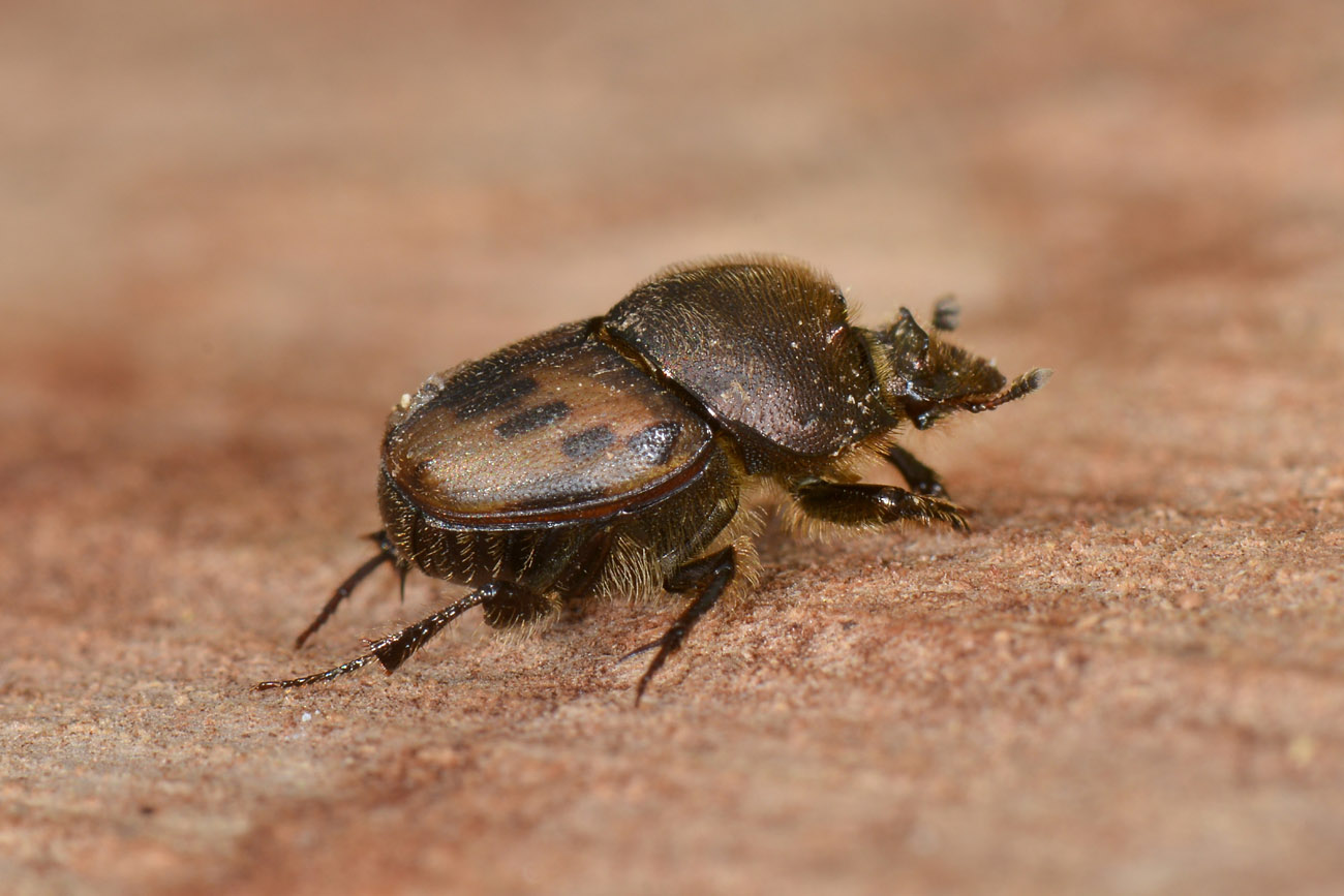 Scarabaeidae: Onthophagus lemur